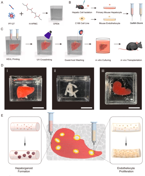 Biomaterials|在具有功能化球體、肝靜脈結(jié)構(gòu)和增強(qiáng)的移植后血管形成的新型支持培養(yǎng)基中進(jìn)行肝臟生物打印