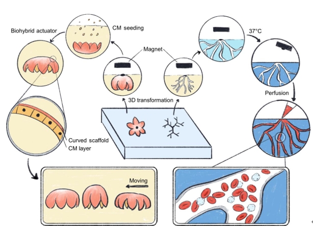 倫敦帝國(guó)理工學(xué)院材料系Molly M. Stevens教授團(tuán)隊(duì)研發(fā)磁力驅(qū)動(dòng)形成3D獨(dú)立式軟生物支架