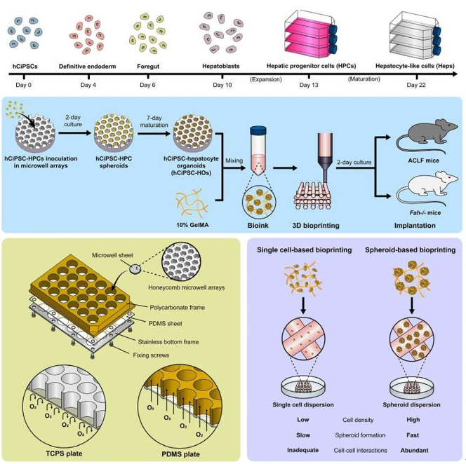 GUT|清華機(jī)械系生物制造中心團(tuán)隊(duì)龐媛副研究員、孫偉教授課題組合作發(fā)表“生物3D打印肝類器官用于肝衰竭治療研究