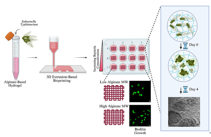 FAMU-FSU工程學(xué)院化學(xué)與生物醫(yī)學(xué)工程系教授團(tuán)隊(duì)，采用擠出式生物打印技術(shù)，發(fā)表人工細(xì)菌生物膜的流變學(xué)表征與三維構(gòu)建